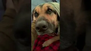 Thumbnail: How to Camp with a Dog in Extreme Cold-weather #shorts