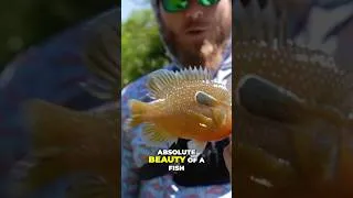 Thumbnail: Nice bluegill #fishing