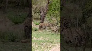 Thumbnail: Watch a Young Leopard Test Its Hunting Skills on Mom!