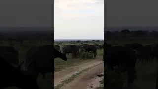 Thumbnail: Buffalo Fight Breaks Out in the Herd!