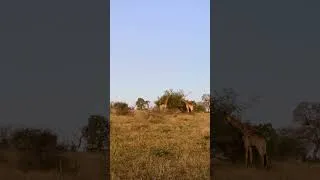 Thumbnail: Leopard Creeps Up on Unlikely Prey!
