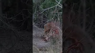 Thumbnail: High-Stakes Hunt: Watch This Leopard Burst From Cover!