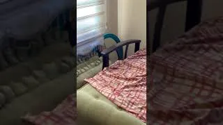 Thumbnail: A (simple) morning with my cat