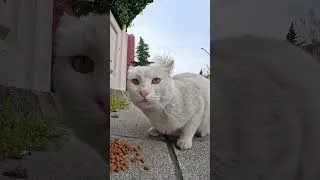 Thumbnail: Angry White Cat Slaps The Camera