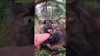 Thumbnail: The Cat thought it was very dangerous #cat #straycats #catshorts