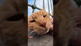 Thumbnail: Sleepy orange tabby enjoying being petted #cat #tabbycat #kitten