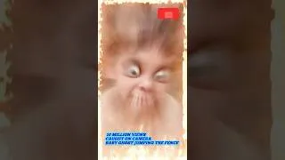 Thumbnail: Caught Baby Ghost jumpes fence 10 million views  real spooky