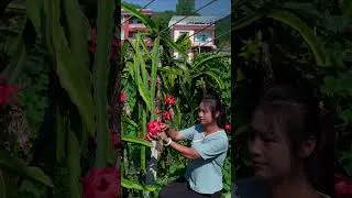 Thumbnail: Dragon fruit in the mountains大山里的火龙果