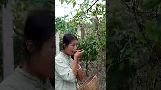 Thumbnail: 罕见的水果：八月瓜