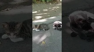 Thumbnail: Kardeşinin kuyruğu en güzel oyuncak 😂🐱 #Shorts