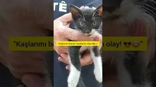 Thumbnail: This Cat Knows His Moustache Is a Vibe #shorts😂😎