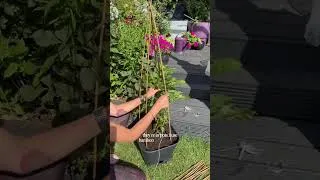 Thumbnail: Don't forget to STAKE #gardening #gardeningtips#dahlias #shorts
