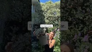 Thumbnail: This is why you must prune... Pittosporum a big as my house #garden#gardening#gardeningtips #shorts