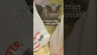 Thumbnail: Living alone in Dubai | groceries restock #livingalone #groceryshoppingdubai