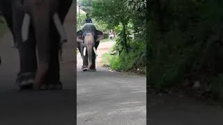 Thumbnail: kesavan elephant puthupalli | Kerala Elephants #elephant