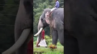 Thumbnail: kesavan | Kerala Elephants #elephant