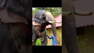 Thumbnail: Rajendran | Kerala Elephants #nature
