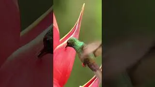 Thumbnail: Costa Rica - hummingbirds #shorts