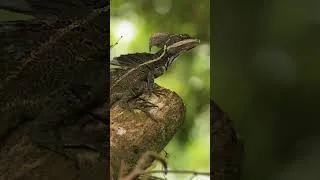 Thumbnail: Costa Rica - A Land Full of Wildlife #shorts #costarica