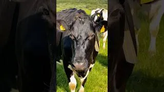 Thumbnail: #rurallife #irishcountryside #ireland #farmlife #nature #irishtourism