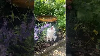 Thumbnail: 27 degrees in the garden today! Charlie is shaded amongst the wildflowers 💖 #cottagegarden #ireland