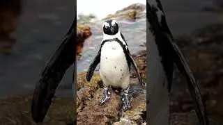 Thumbnail: Dancing #penguin 🐧😂😍#shortsviral #chickendance