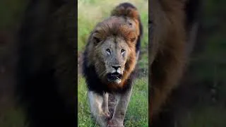 Thumbnail: Lion Walk 🦁❤️ #shorts #animals #lion