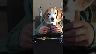 Thumbnail: Funny Beagle Playing Poker