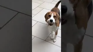 Thumbnail: Funny Beagle VS Toilet Paper Roll 2