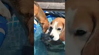 Thumbnail: Funny Beagle VS Pool