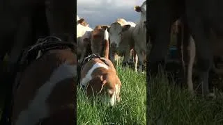 Thumbnail: Funny Beagle VS Cows