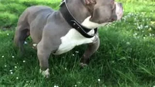 Thumbnail: THE LÉGENDE - LLK™️BAZOOKA®️ - AMÉRICAN BULLY POCKET.