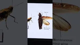 Thumbnail: Why do crickets chirp at night?