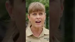 Thumbnail: Terri & Steve's Love Story #CrikeyItsTheIrwins #Shorts