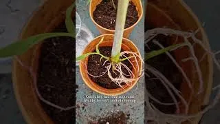 Thumbnail: 🌿 How to grow Lemongrass from the Supermarket  #gardening #garden
