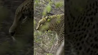 Thumbnail: Female Leopard stalks Impala 🐆 #hunting