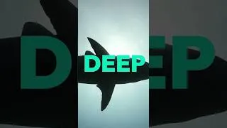 Thumbnail: SHARKS! All Month Long