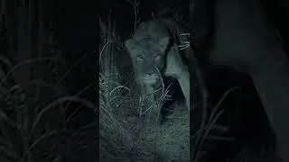 Thumbnail: lions go in for the kill 💀 #wildlife