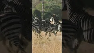 Thumbnail: Zebra's are never safe! #lions #hunting