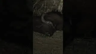 Thumbnail: lions take advantage of dead buffalo 🦁 #africansafari