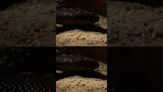 Thumbnail: mama mouse and her babies are being hunted! #snake #hunting