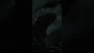 Thumbnail: pythons came to australia from asia 23 million years ago
