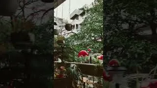 Thumbnail: Awesome mausam and my balcony garden #balcony #balconygarden #lovelyweather #shorts