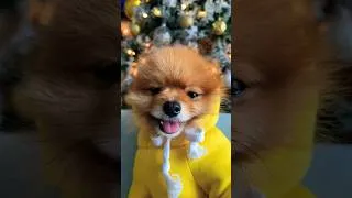 Thumbnail: All I want For Christmas is you! 🎄♥️ ruff! #pomeranian #puppy #cutedog