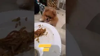 Thumbnail: Gimme that yummy food please 🤤 #cutedogs #pomeranian #puppy