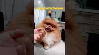 Thumbnail: My Fun Activity with mommy #cute #dog #pomeranian #pet #cutedog #nyc