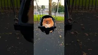 Thumbnail: Let’s Swing with me! #pomeranian #puppy #cute #dog