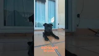 Thumbnail: Rare occasion your puppy lays still…