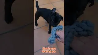 Thumbnail: Try Taking This Rope From Her