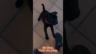 Thumbnail: She Won't Get the Toy Until She Sits